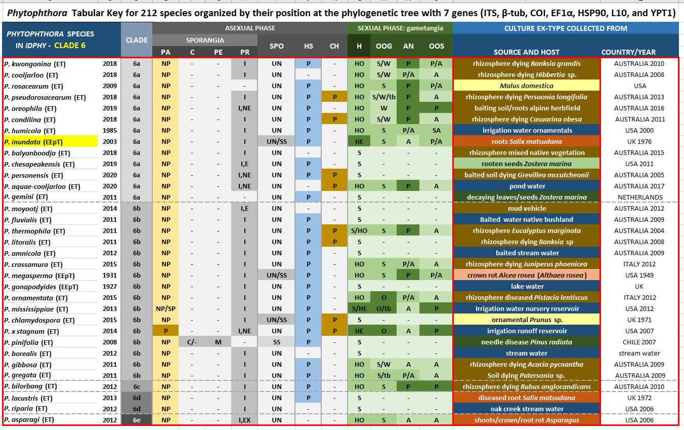    Phytophthora  spp. in subclade 6a:  Morphological Tabular key (PDF) and Tabular key legends (PDF) in IDphy2 KEY SECTION. Notice the data of   P. inundata  selected specimen CBS 216.85 = Samp;T BL 20 . Gloria Abad, USDA Samp;T.nbsp;
